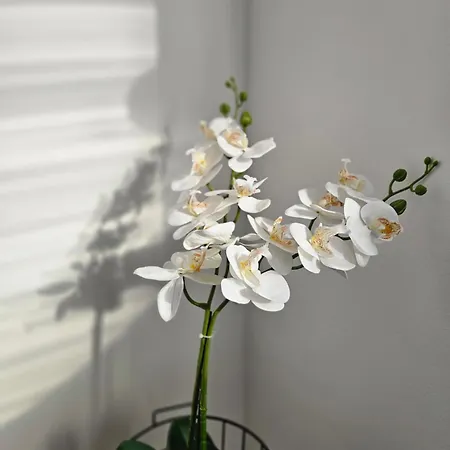 Moreno 아파트 *